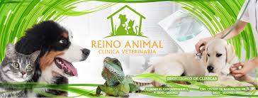 Clinica veterinaria en Madrid Veterinario Reino Animal